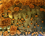 Rust bubbles on 55 Gallon drum Eugene 4nA8_3 c 1976