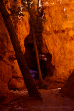 Glow in canyon w trunk darker Bryce Canyon 30O17 3-23-12