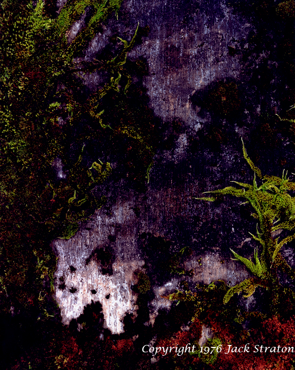 Moss on cement, Marcola