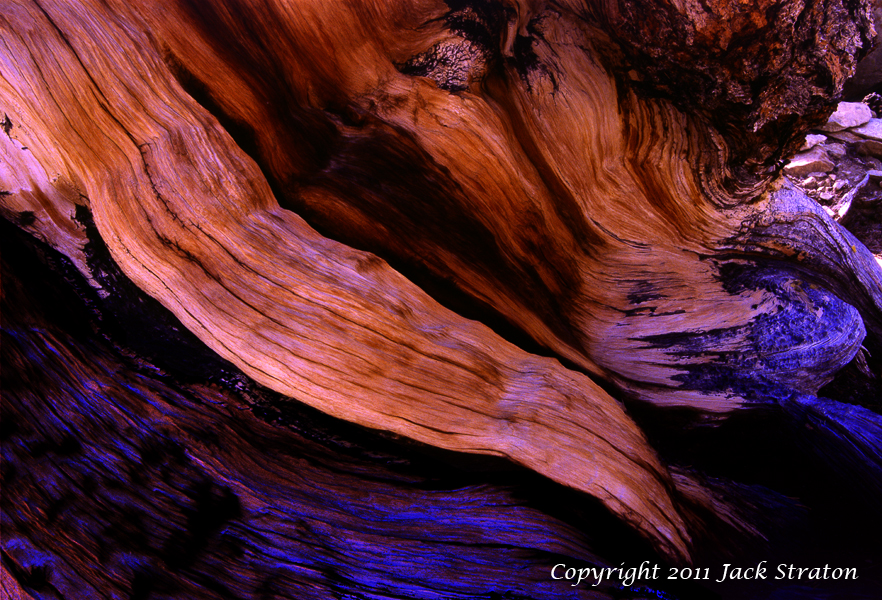 Redwing Ancient Bristlecone Pine Forest 13N11  7-24-11