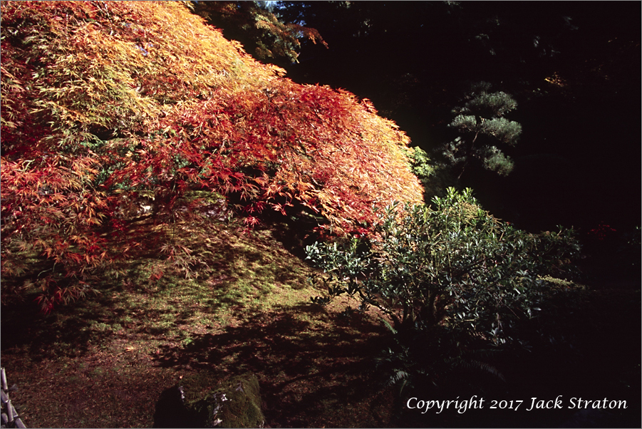 Shadow echoes brilliance  Japanese Garden17AE3 10-23-17