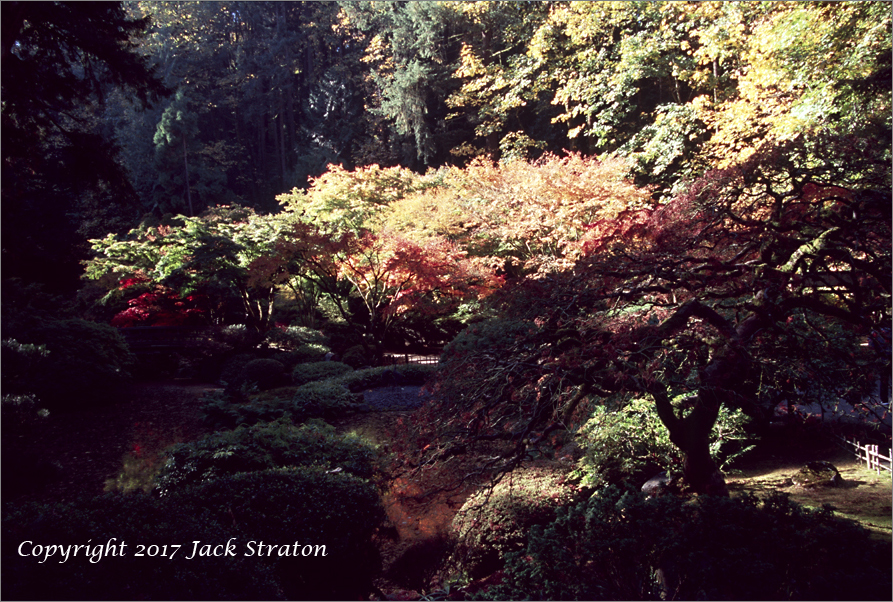 Shadow echoes brilliance  Japanese Garden17AE3 10-23-17